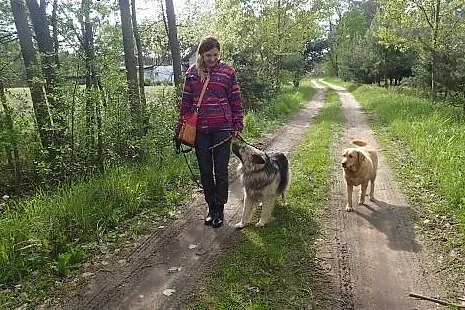 Major cudnyprzyjaciel w typie owczarka,  łódzkie S