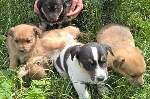 Urokliwe szczeniaczki do adopcji!!!,  łódzkie Łódź