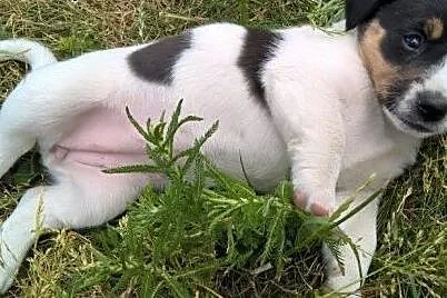 Urokliwe szczeniaczki do adopcji!!!,  łódzkie Łódź