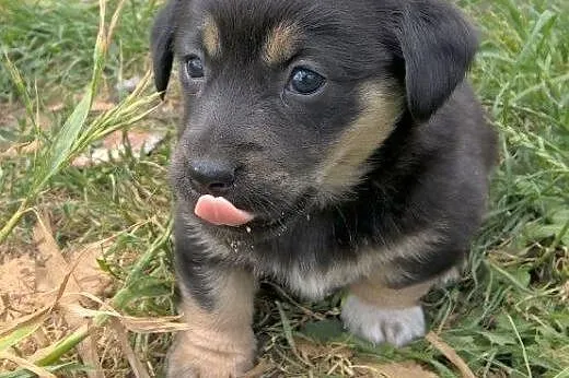 Urokliwe szczeniaczki do adopcji!!!,  łódzkie Łódź