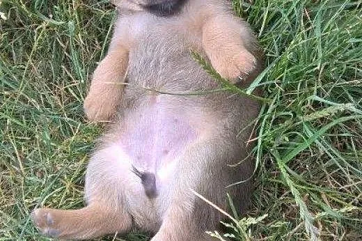 Urokliwe szczeniaczki do adopcji!!!,  łódzkie Łódź