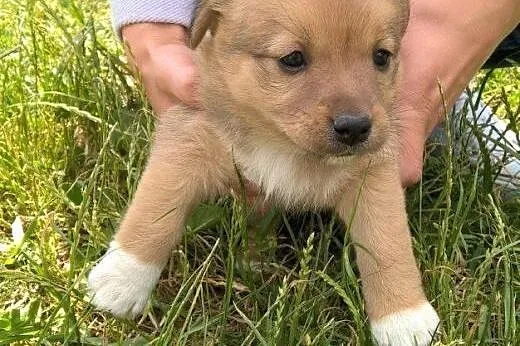 Urokliwe szczeniaczki do adopcji!!!,  łódzkie Łódź