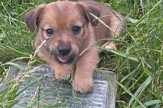 Urokliwe szczeniaczki do adopcji!!!,  łódzkie Łódź