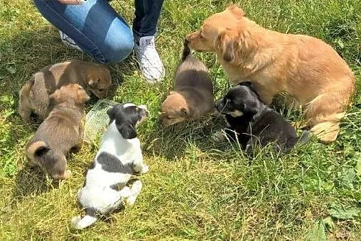 Urokliwe szczeniaczki do adopcji!!!,  łódzkie Łódź