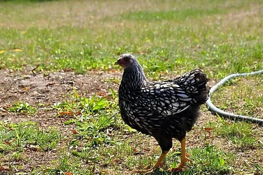 Kura + kogut Wyandotte srebrnołuskowane, Dolnośląskie, Lutynia