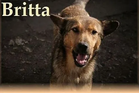 Idzie zima -  Britta spędzi ją w dziurawej budzie.