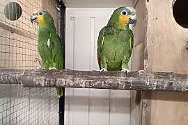 Amazonki kurnika