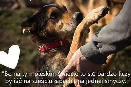 Taro – nadzieja gaśnie ostatnia ... ,  ś