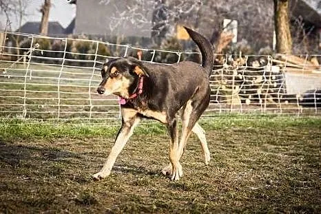 Taro – nadzieja gaśnie ostatnia ... ,  ś