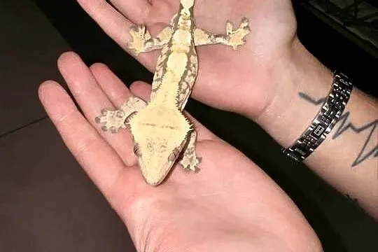 Gekon orzesiony Extreme Harlequin, Śląskie, Dąbrowa Górnicza
