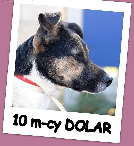10 miesięczny szczeniak DOLAR, łagodny, towarzyski