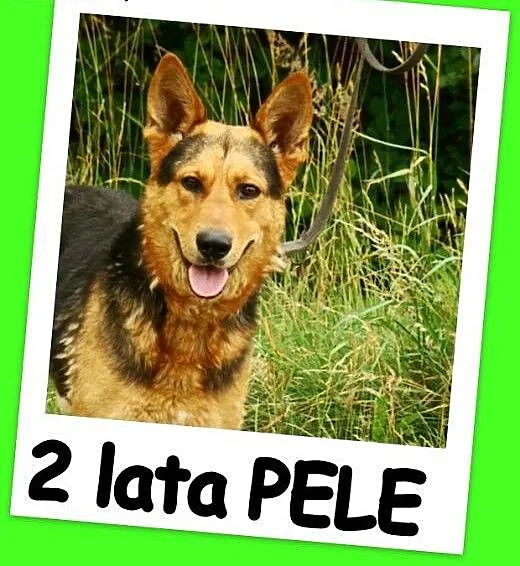 Spokojny,przyjazny,łagodny 2 letni pies PELE,w typ