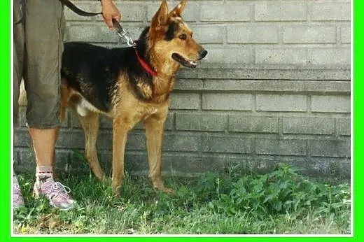 Spokojny,przyjazny,łagodny 2 letni pies PELE,w typ