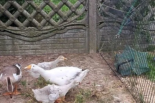 Sprzedam młode gęsi