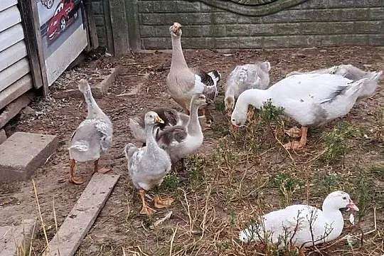 Sprzedam młode gęsi, Łódzkie, Andrzejów