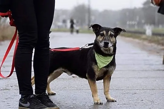 Adoptuj mnie i pokochaj a zyskasz wspaniałego przyjaciela na dobre i na złe, Podlaskie, Białystok