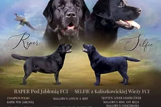 Suka labrador,metryka FCI Czarna 2 lata