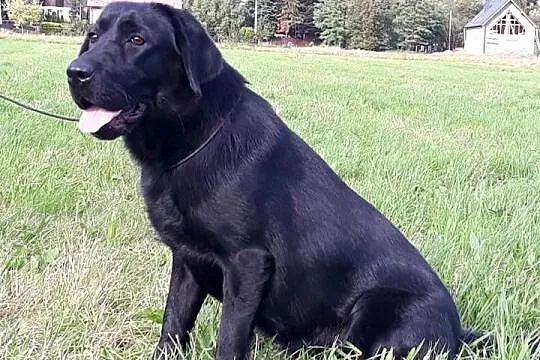 Suka labrador,metryka FCI Czarna 2 lata, Mazowieckie, Płock