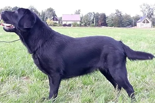 Suka labrador,metryka FCI Czarna 2 lata, Mazowieckie, Płock