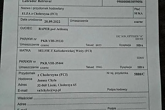 Suka labrador,metryka FCI Czarna 2 lata, Mazowieckie, Płock