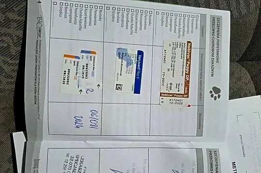 Suka labrador,metryka FCI Czarna 2 lata, Mazowieckie, Płock