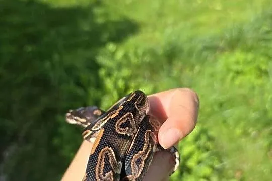 Pyton królewski, Black Pastel poss OD het pied.