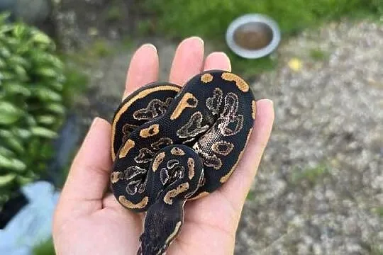 Pyton królewski, Black Pastel poss OD het pied., Podlaskie, Suwałki