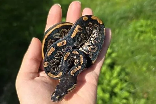 Pyton królewski, Black Pastel poss OD het pied., Podlaskie, Suwałki