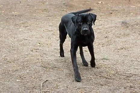 Czarny pies w typie labradora do kochania,  Labrad