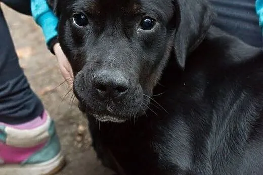 Czarny pies w typie labradora do kochania,  Labrad