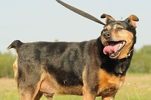 Makrela,  czyli kot w psiej skórze :) adopcja,  Ku
