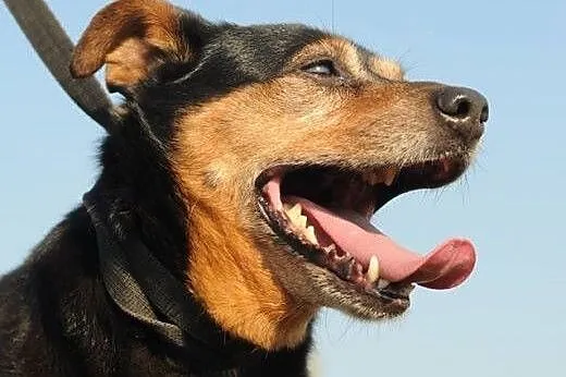 Makrela,  czyli kot w psiej skórze :) adopcja,  Ku