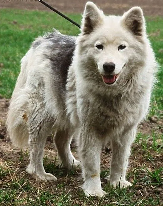 Łagodna suczka husky mix samoyed ADOPCJA, śląskie