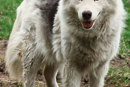 Łagodna suczka husky mix samoyed ADOPCJA,  śląskie