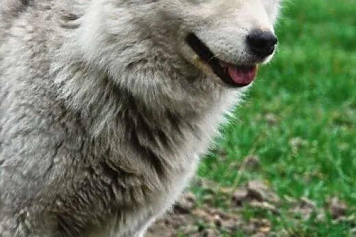 Łagodna suczka husky mix samoyed ADOPCJA,  śląskie