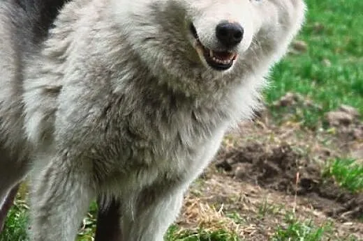 Łagodna suczka husky mix samoyed ADOPCJA,  śląskie