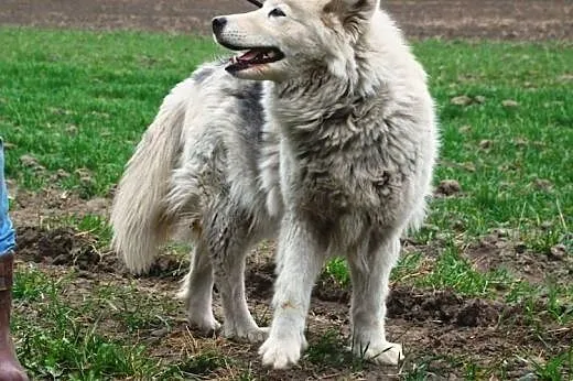 Łagodna suczka husky mix samoyed ADOPCJA,  śląskie