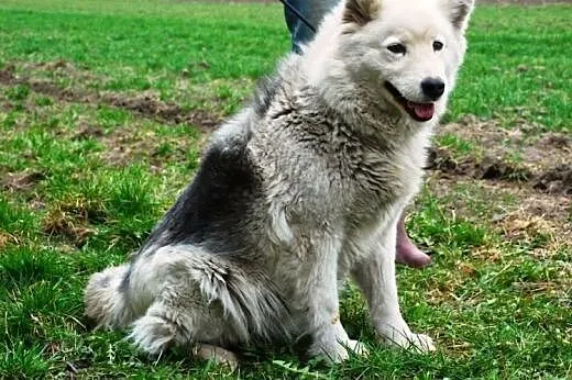 Łagodna suczka husky mix samoyed ADOPCJA,  śląskie