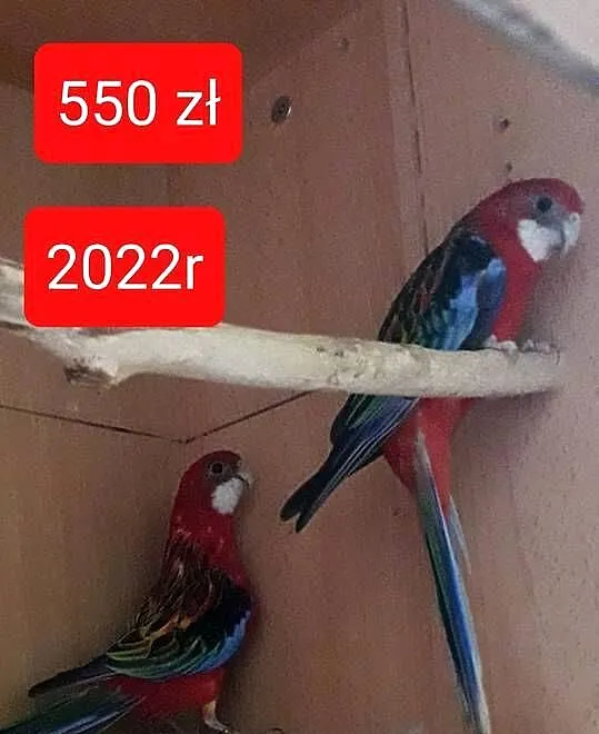 Sprzedam rozelle para, Łódzkie, Tomaszów Mazowiecki