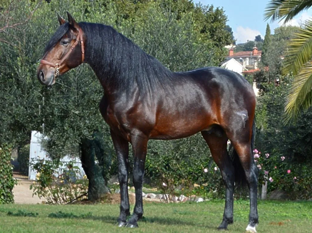 ABARO, ,