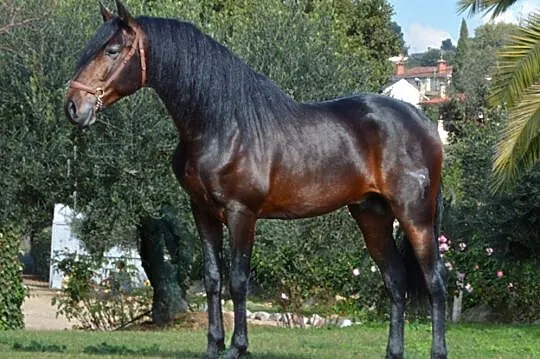 ABARO