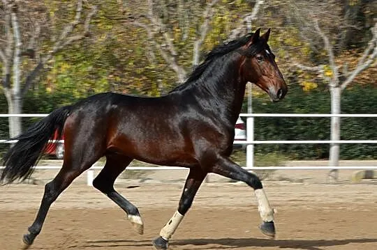 ABARO, , 
