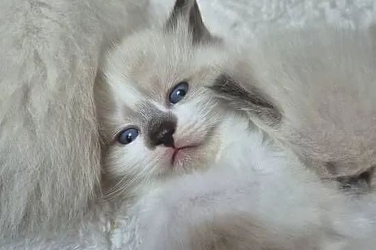 Kocięta Ragdoll Rodowód,  wyprawka