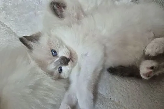 Kocięta Ragdoll Rodowód,  wyprawka, Śląskie, Lędziny