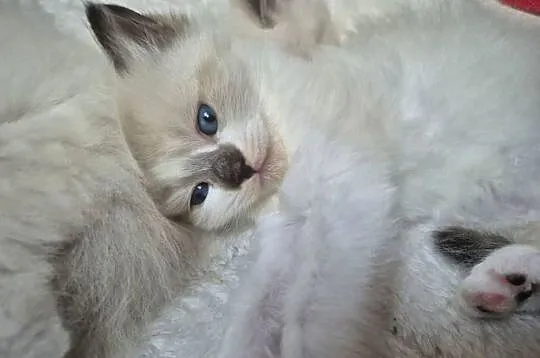 Kocięta Ragdoll Rodowód,  wyprawka, Śląskie, Lędziny