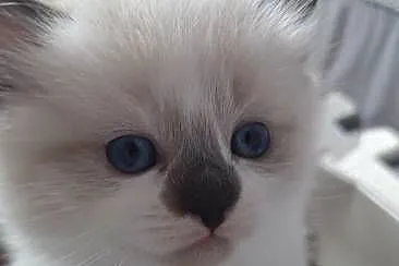 Kocięta Ragdoll Rodowód,  wyprawka, Śląskie, Lędziny
