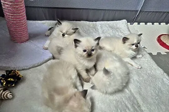 Kocięta Ragdoll Rodowód,  wyprawka, Śląskie, Lędziny