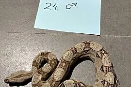 Boa cesarskie/ boa imperator młode