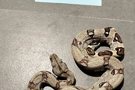 Boa cesarskie/ boa imperator młode, Śląskie, Połomia