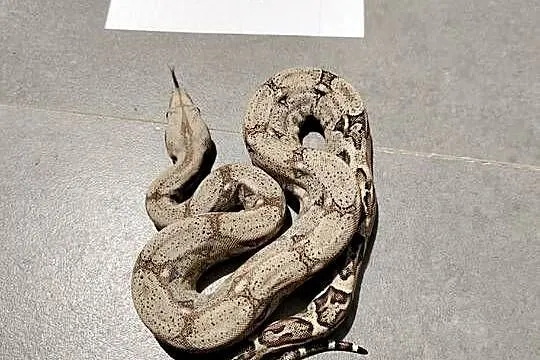 Boa cesarskie/ boa imperator młode, Śląskie, Połomia